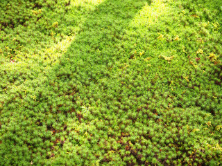 Green grass and moss on the floor in the humid forest