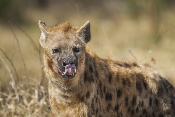 Hyena South Africa