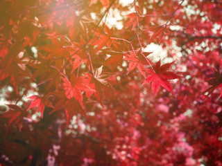 Abstract red maple tree in autumn (fall) of Japan for background