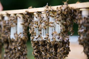 Honey bee queen breeding process in little cages in a beehive.