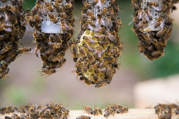 Honey bee queen breeding process in little cages in a beehive.