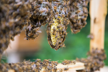 Honey bee queen breeding process in little cages in a beehive.