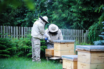 Beekeeper at work on his apiary with smoker next to the beehive
