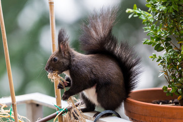 Eichhörnchen beim Nestbau