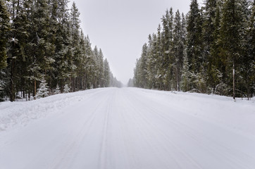 Forest Road During a Heavy Snowfall