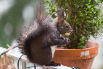 Eichhörnchen beim Nestbau