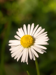 beautiful perfect white petal yellow centre daisy up close