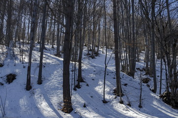 Beech or fagus forest  on winter time in Vitosha mountain, Bulgaria  