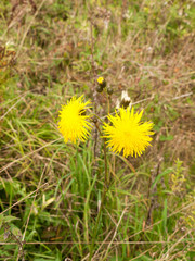 close up of yellow fresh summer dandelion flowers in field