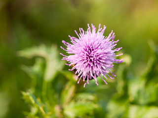 single flower bud head purple milk thistle close up