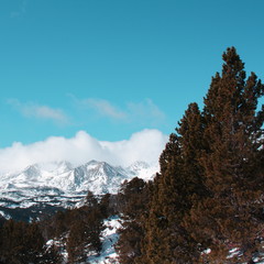 Mountain pine in Pyrenees orientales, Pinus uncinata
