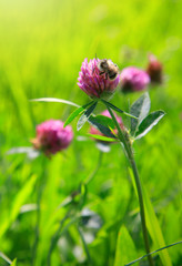 Bee on clover flowers field.