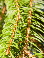 fern conifer green plant flower close up background