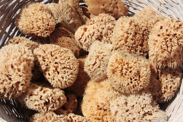 Brown natural greek sea sponge