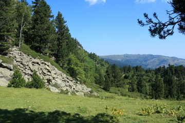 Mountain pine in Pyrenees, Pinus uncinata