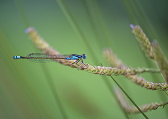 damselfly