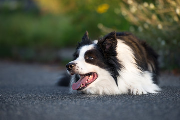 happy border collie dog lying down outdoors