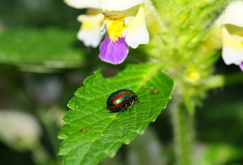 Rainbow beetle