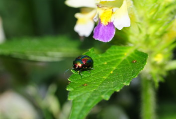 Rainbow beetle