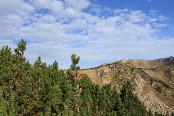 Fototapeta na wymiar Forest of Mountain pine in Pyrenees orientales, Pinus uncinata