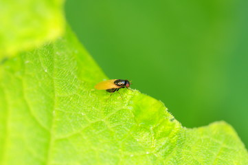 Small bug