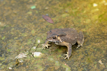 a brown toad on rough and dirty cement ground