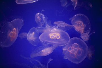 transparent jellyfish with long stinging tentacles background