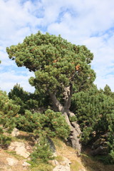 Mountain pine in Pyrenees, Pinus uncinata
