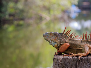 iguana