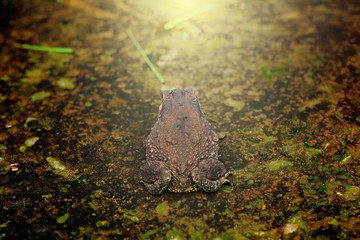 the back of a brown toad on rough and dirty cement ground with light