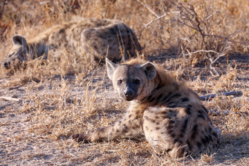 Hyena