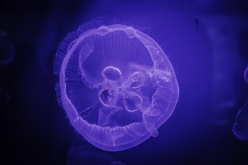 Jellyfish