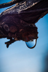 montée de sève dans la vigne