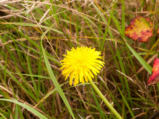 single yellow dandelion on meadow floor close up