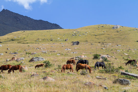 Grazing horses near Tor Ashuu Pass in Kyrgyzstan