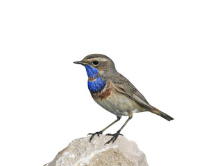 portrait of a bright blue bird standing on a rock on an isolated white background