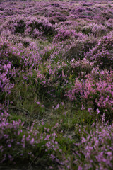 Fototapeta premium Moorland with purple blooming heather. Veluwe. Netherlands.