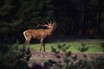 Obraz na płótnie Canvas Rear view of red deer stag (cervus elaphus) in rutting season.