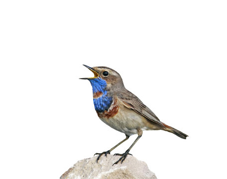 portrait of a bright bird, the Bluethroat is on the rock and sings on an isolated white background