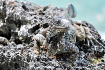Bonaire Dutch Antilles