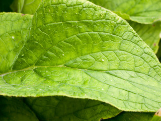 leaf background green texture pattern foliage detail