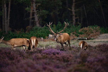Red deer stag (cervus elaphus) chasing hind in rutting season.