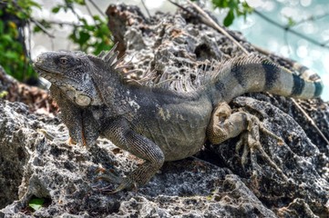 Bonaire Dutch Antilles