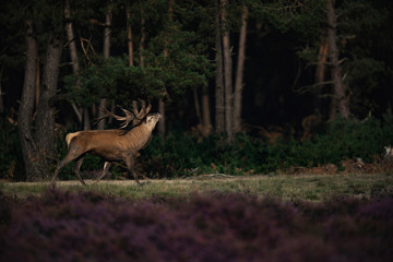 Muscled red deer stag (cervus elaphus) in moorland in rutting season.