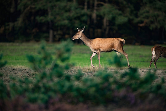 Red deer hind (cervus elaphus) walking in field.