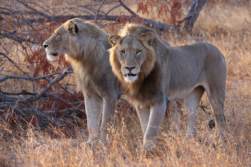 African Lions