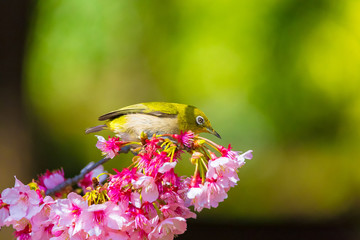 The Japanese White-eye and cherry blossoms. Located in Tokyo Prefecture Japan.