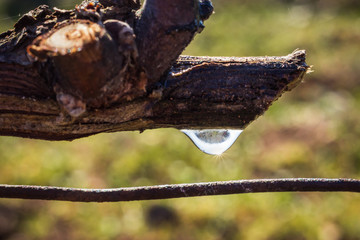 montée de sève dans la vigne