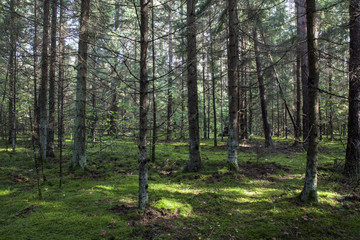 Fototapeta premium Forest