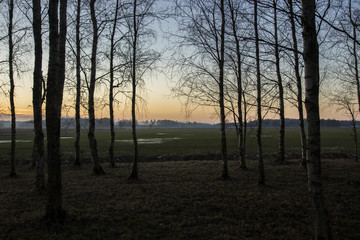 Sunset through treeline